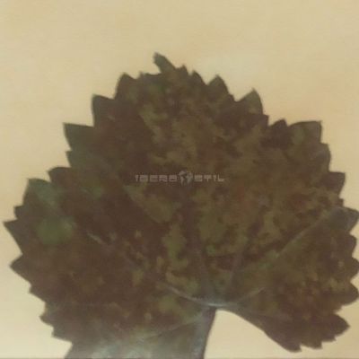Cenefa adhesiva Pear | Cenefas Iberostil