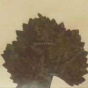 Cenefa adhesiva Pear | Cenefas Iberostil